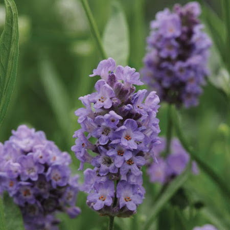 Lavender - Ellagance Purple