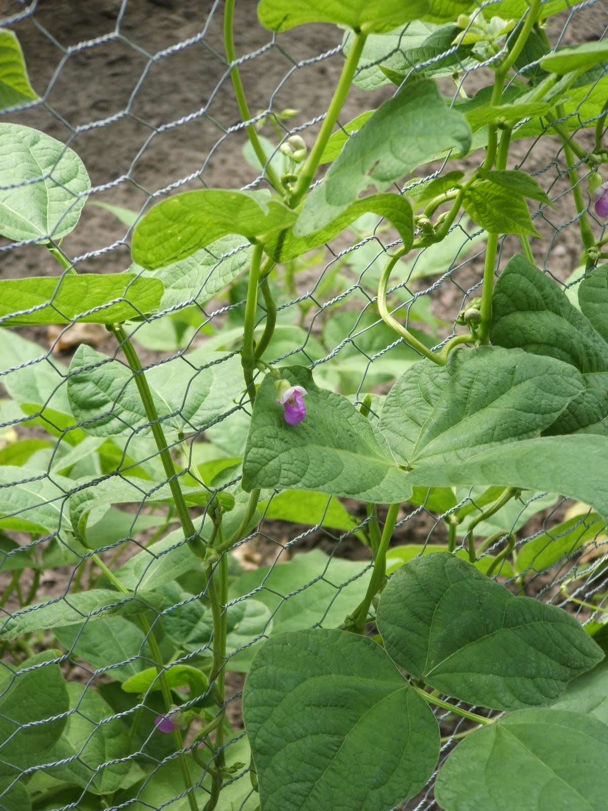 God's Growing Garden Green Beans Pole Beans vs Bush Beans