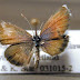 A menor Borboleta do mundo
