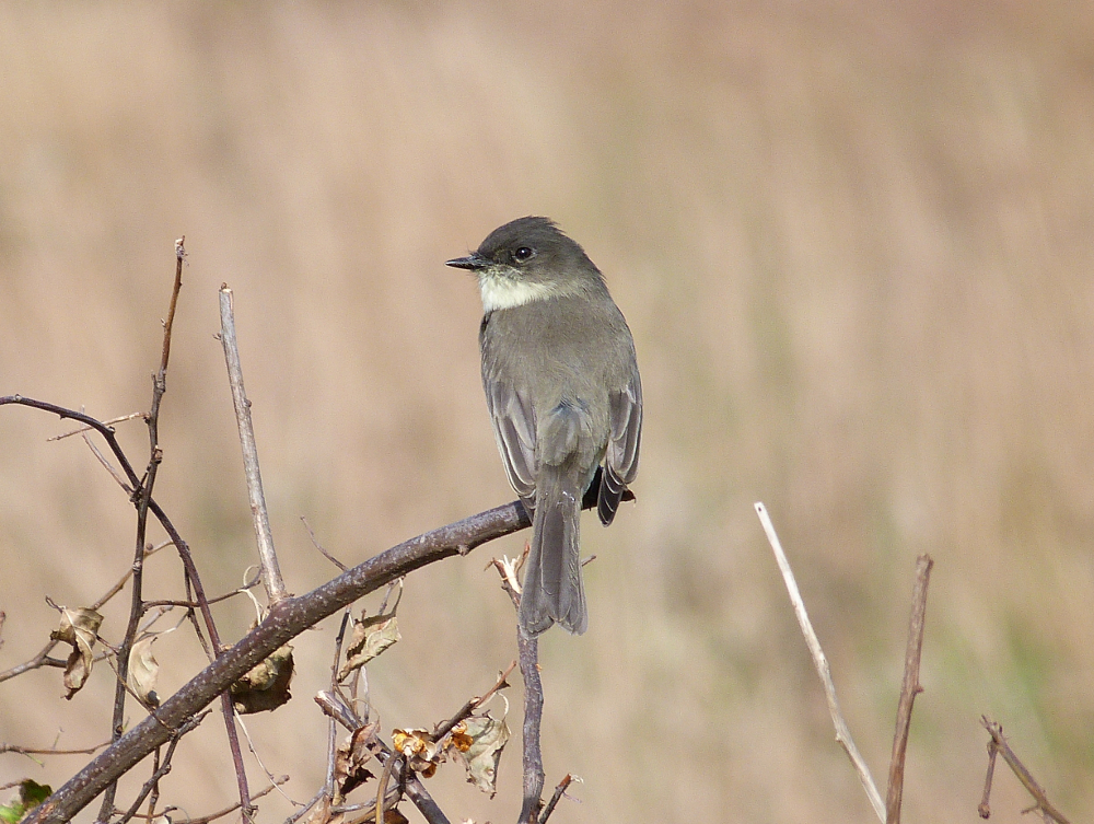 Connecticut Audubon Society Birds of October in photos