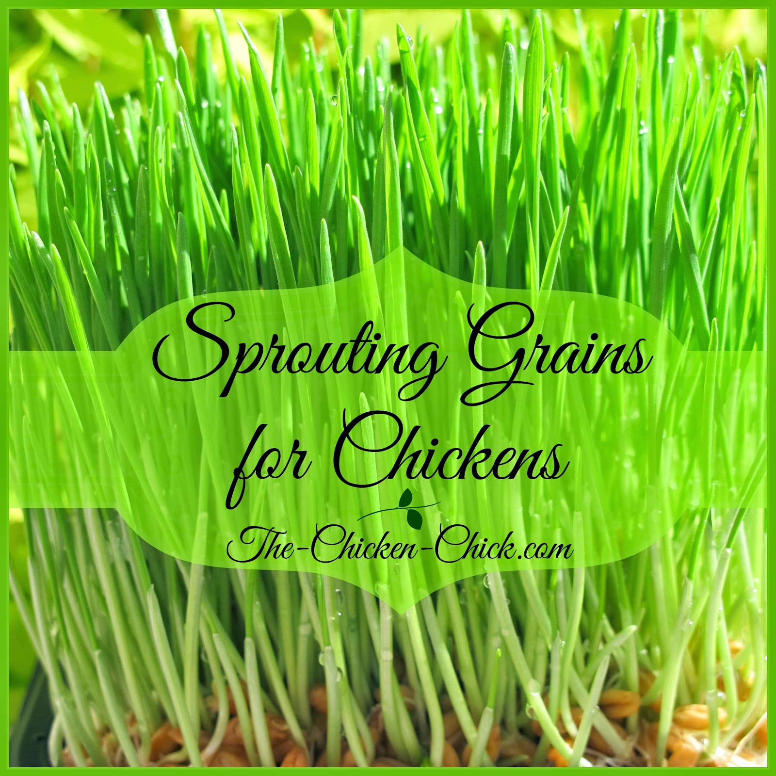 Sprouting Grains for Chickens Fodder for Thought The Chicken Chick®