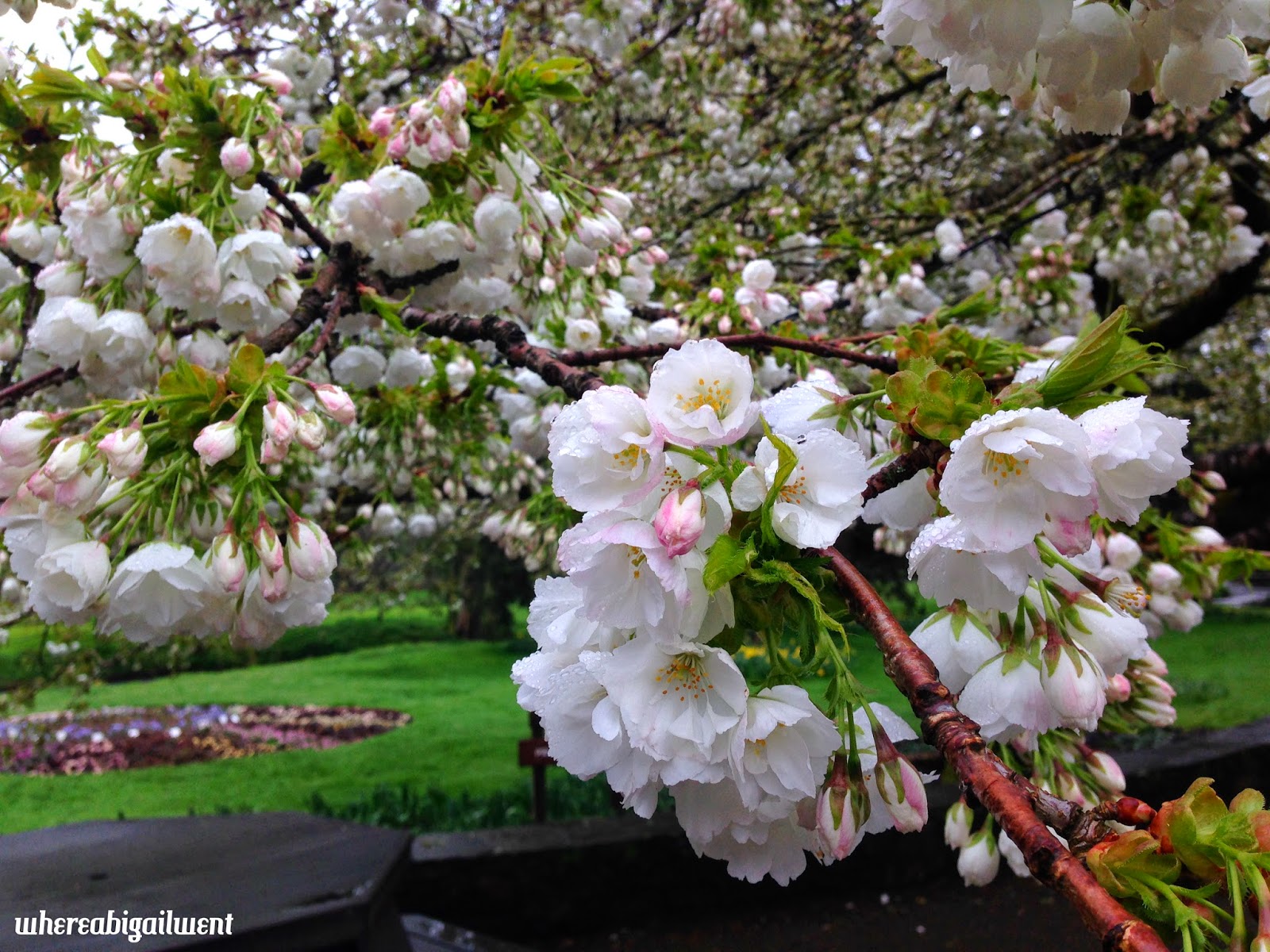 Cherry Blossoms in Ireland Blarney Castle