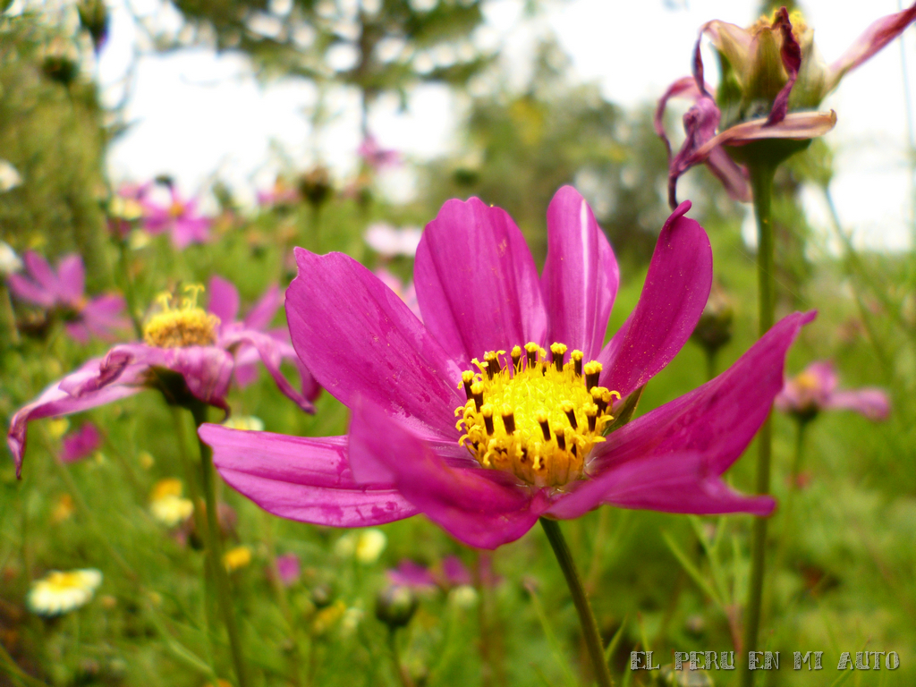 El Perú en mi auto Puquio, jardín de flores