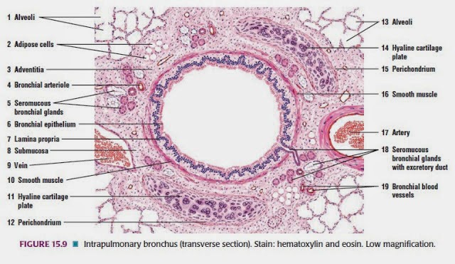 Gambar Histologi Sistem Pernafasan Manusia Lengkap Mata