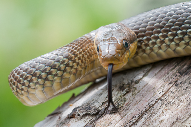 Gnorimus Photoblog 2012