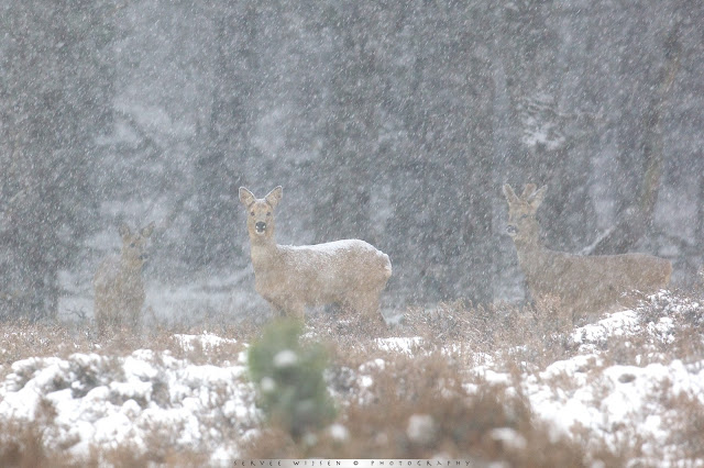 Reeën in sneeuwbui - Roe Deer in Snow Blizzard