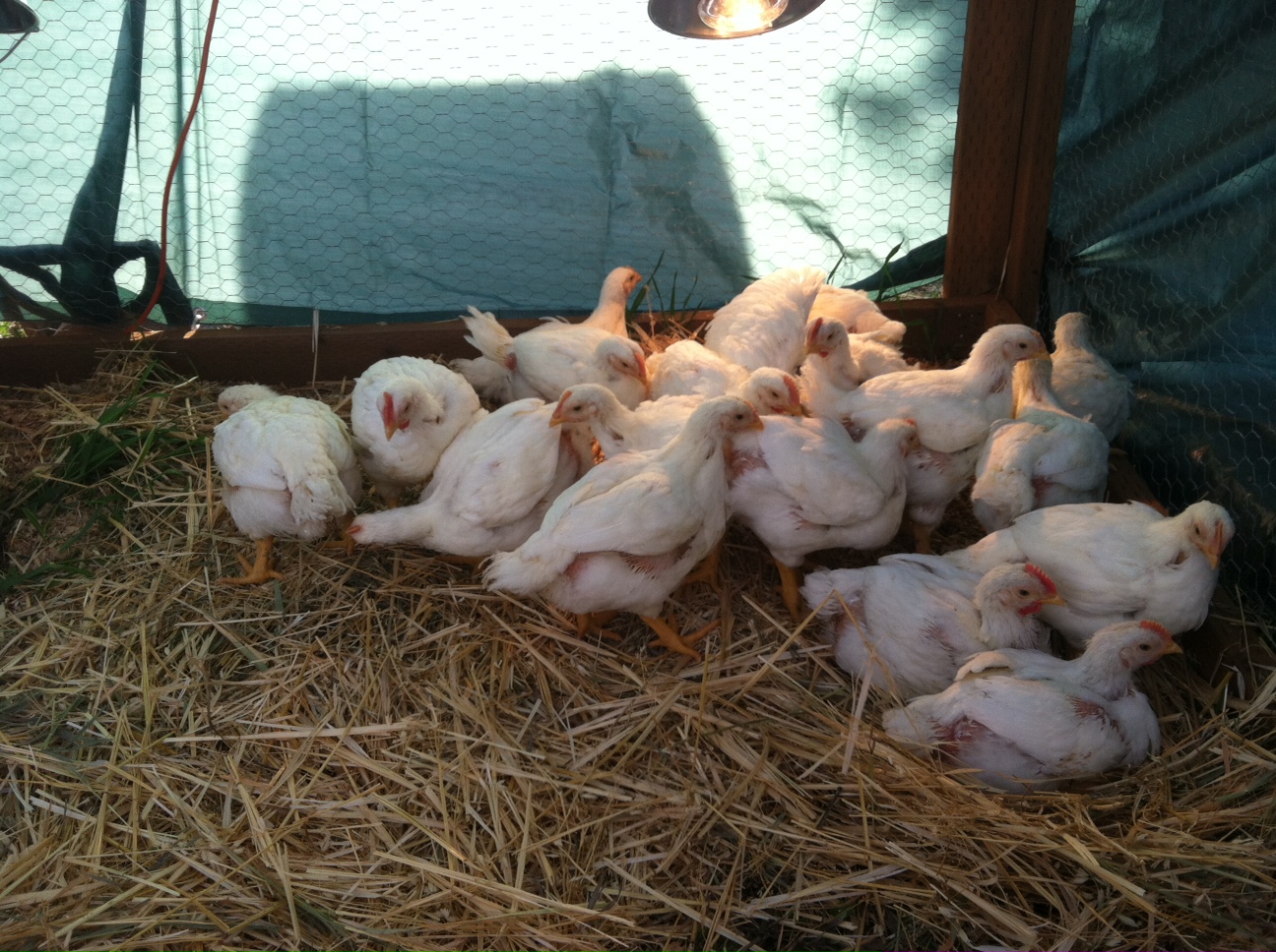 The Home Front How Meat Chickens Fit Into Our Food Plans