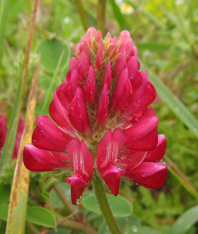 Birdernaturalist Southern Spain Wildflower gallery