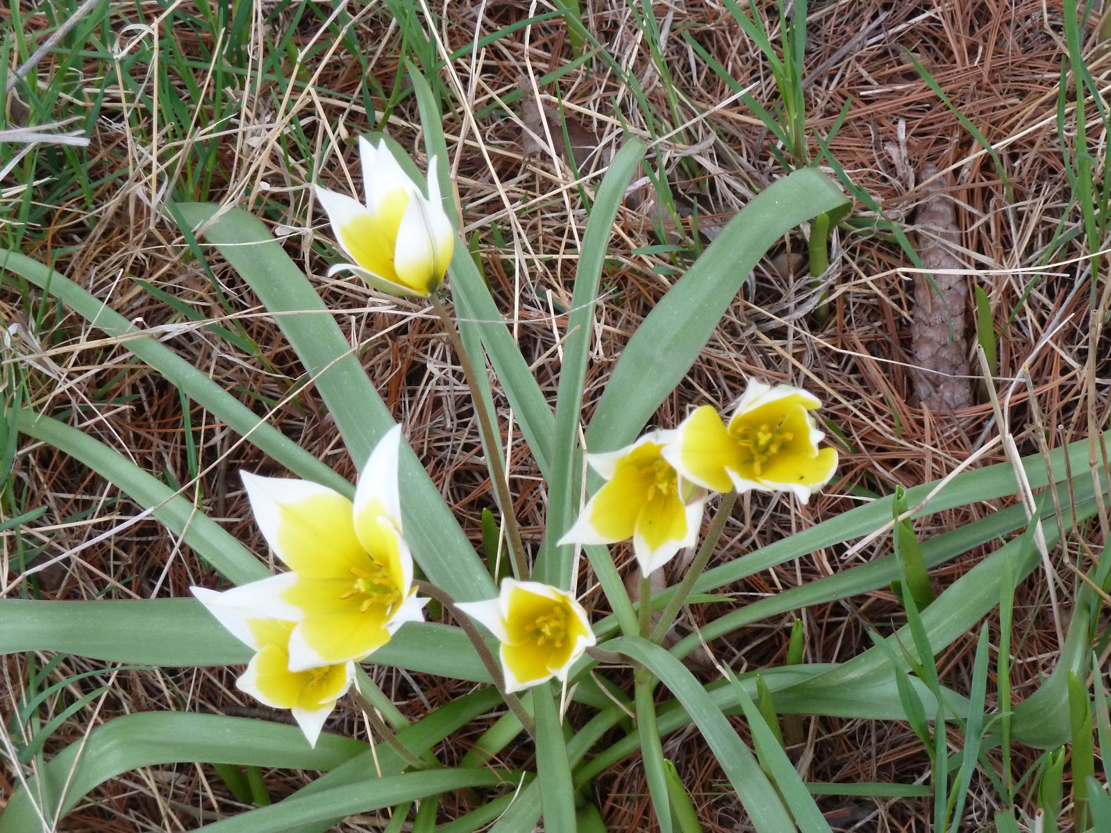 Marlene's Space Early May Flowers