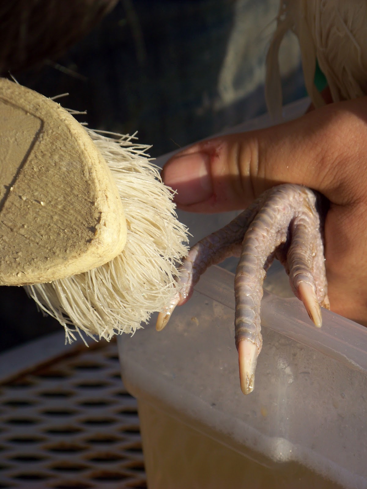 Chicken Bath 101 Community Chickens