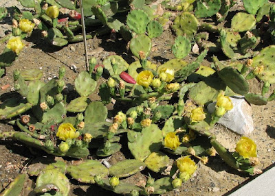 Opuntia humifusa Opuntia humifusa
