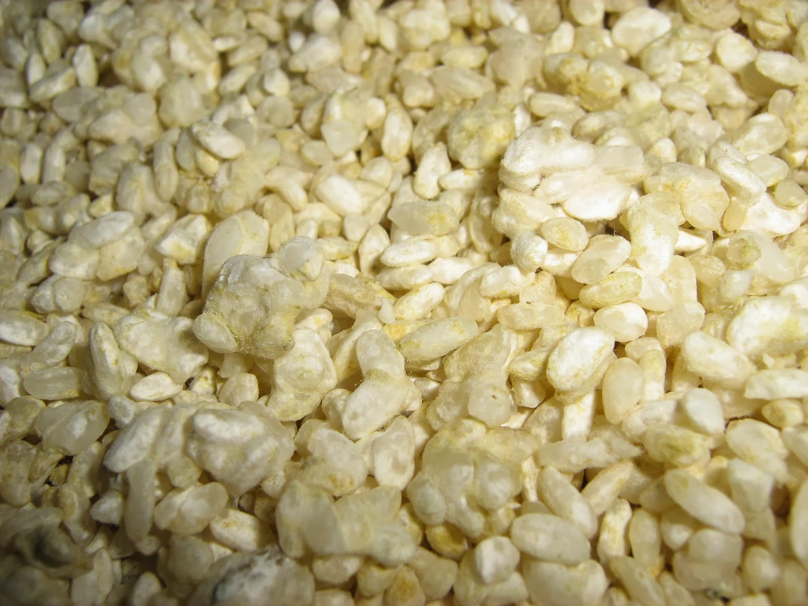 Sake Saru's Guide to Home Brew Sake. Update on Kome Koji batch using