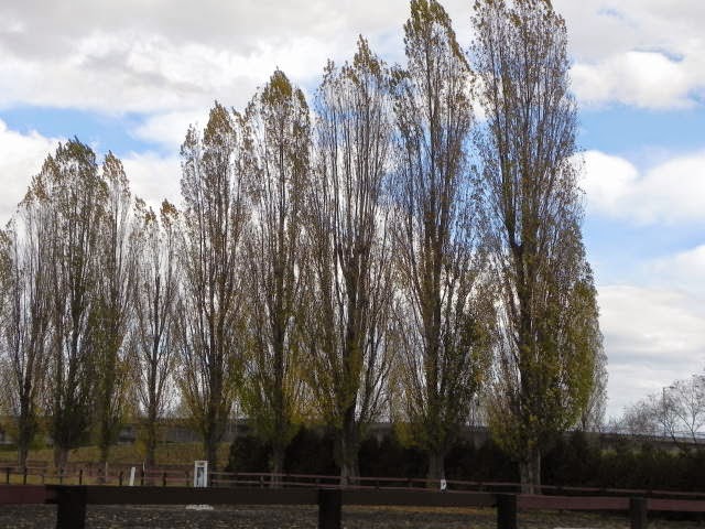 セイヨウハコヤナギ 葉／ 花咲スポーツ公園 2014.11.6