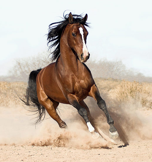 Los amantes de los caballos de Guadalcanal