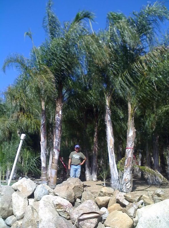 Gregory Palm Farms QUEEN PALMS AT THE GREGORY PALM FARMS! CREATE YOUR