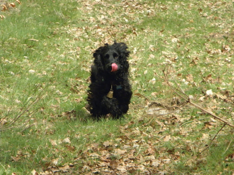 Féfé le chien de ma fille