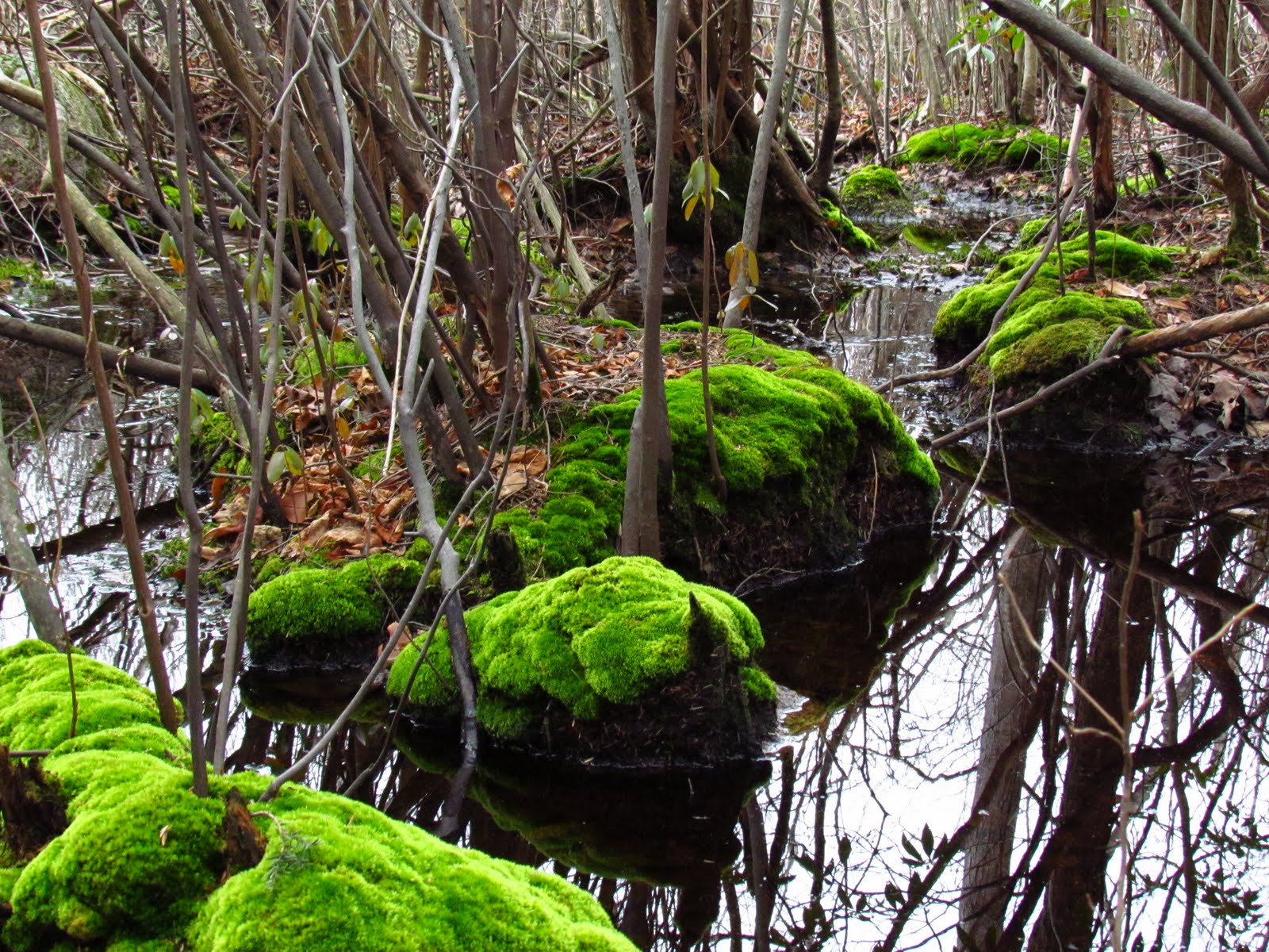Little Owl Arts Where the Fae Folk dwell
