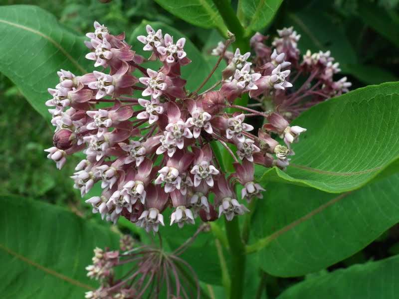 Asclepias incarnata (swamp milkweed): minnesota wildflowers Welcome to my Garden: MILKWEED AND MONARCHS
