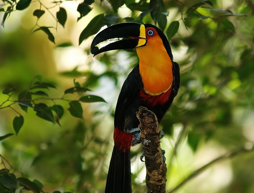 Inevit  vel Insatisfa    o Ser  Birding Innuendo Brazil