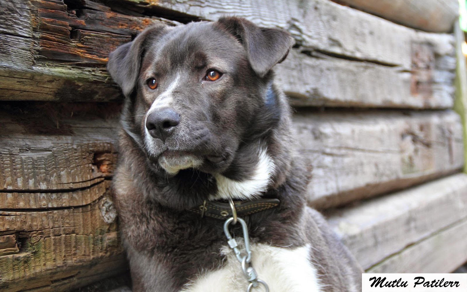 Mutlu Patilerr Melez Köpek Irkları…