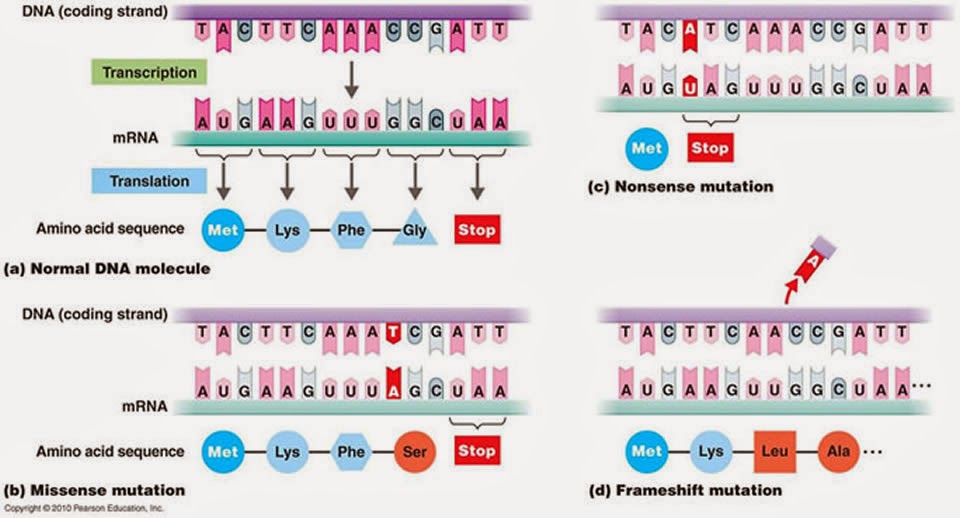 Frameshift Mutation Definition, Causes, Mechanism,, 41 OFF