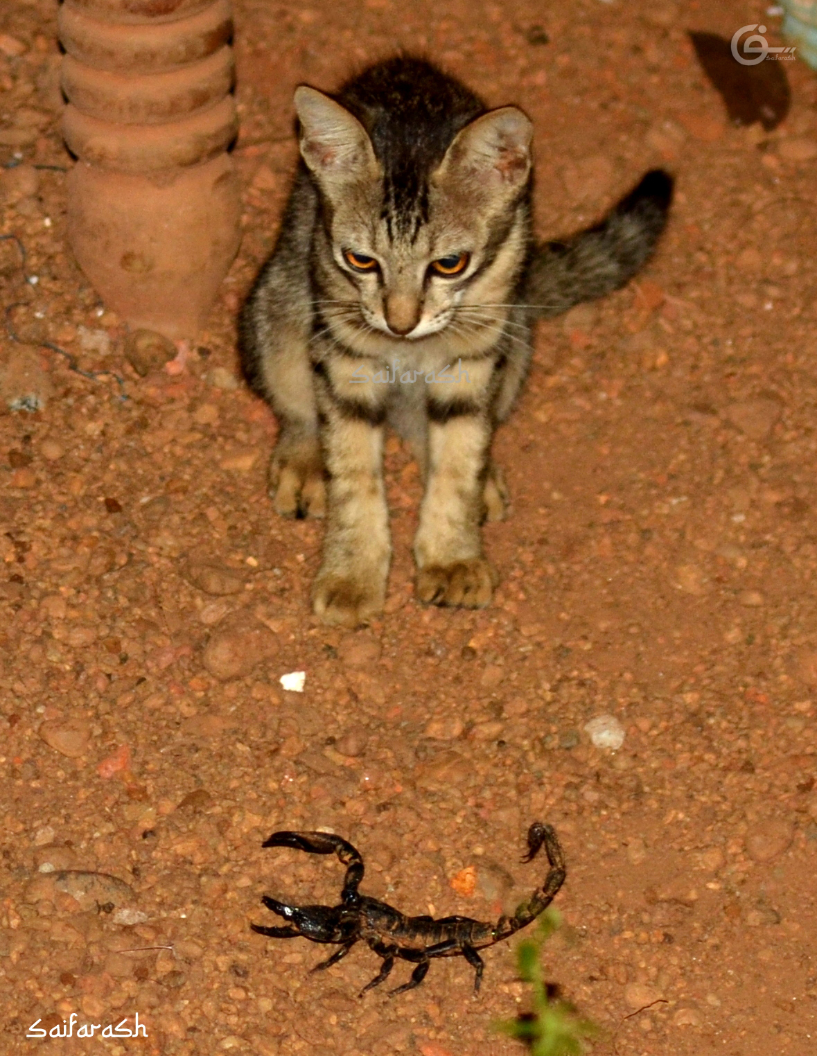 Saif Arash Photography Cat Meets Scorpion Kerala