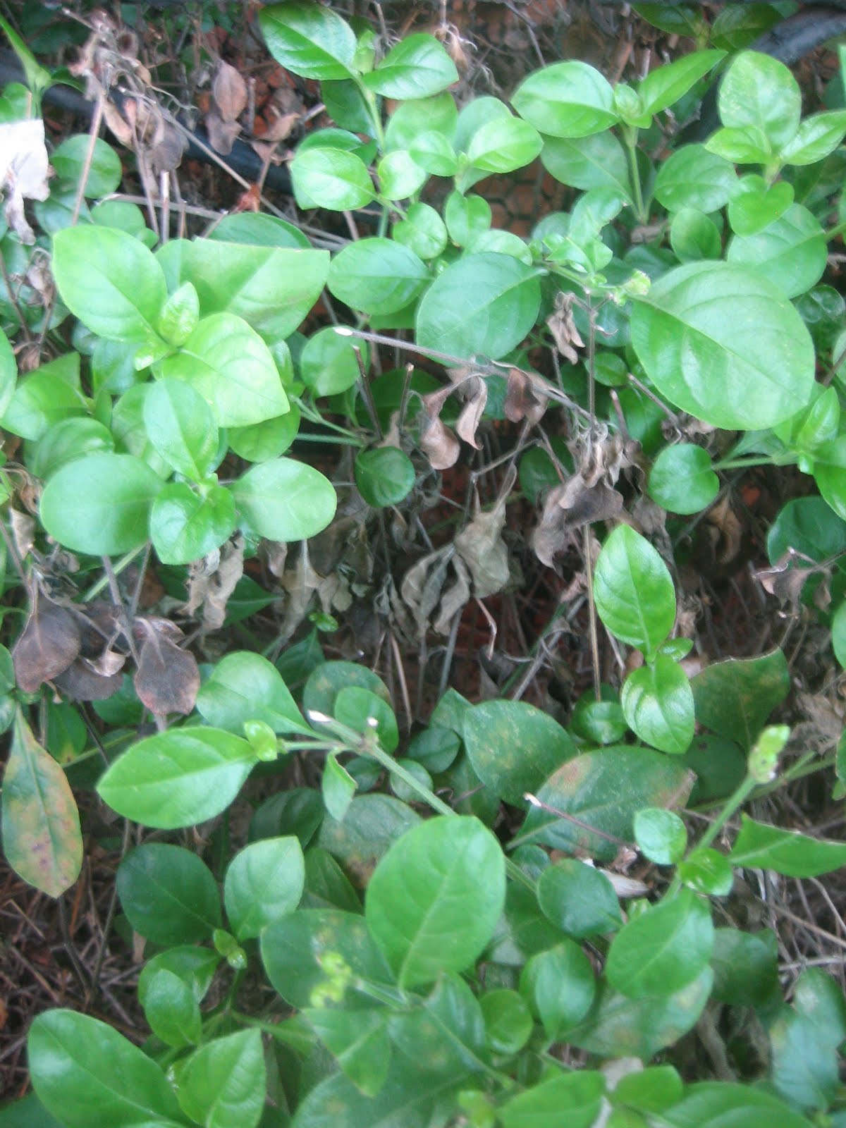 Barleria enferma