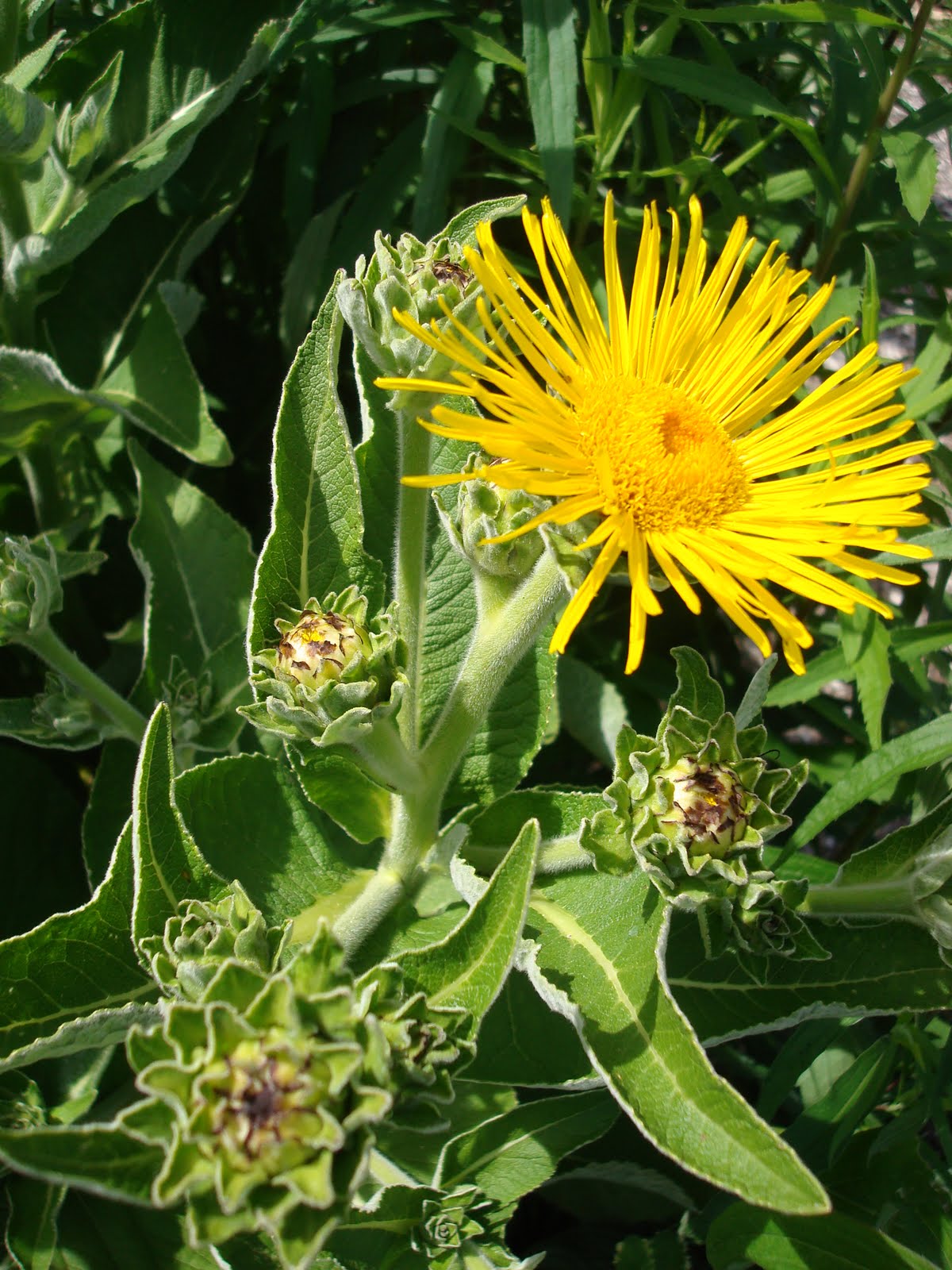Apothecary Inn The Elecampane is (Finally) Blooming!