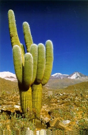 LAS PLANTAS FLORA Y FAUNA las plantas flora y fauna: