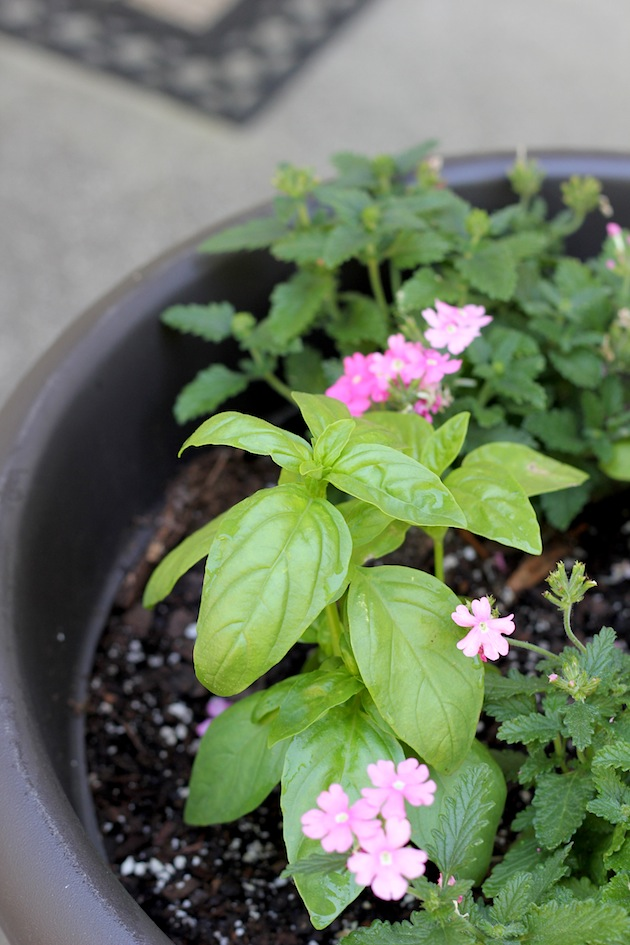 How To Plant Your First Herb Garden | Savor Home