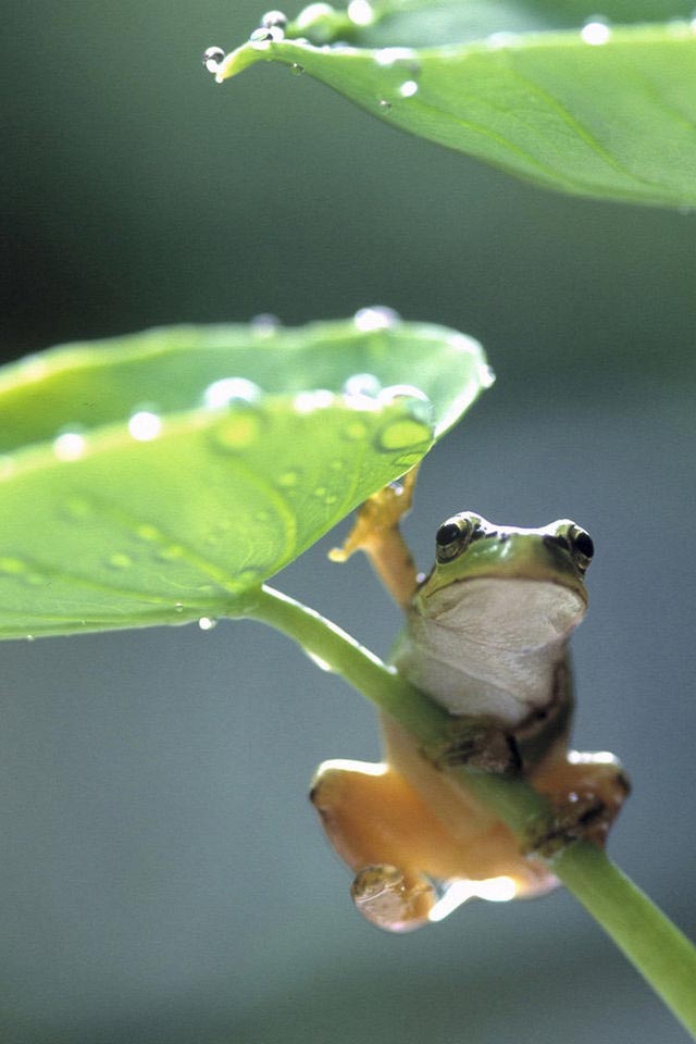 HD Frog Mobile Phone Wallpapers for iPhone| Wallpapers ,Backgrounds
