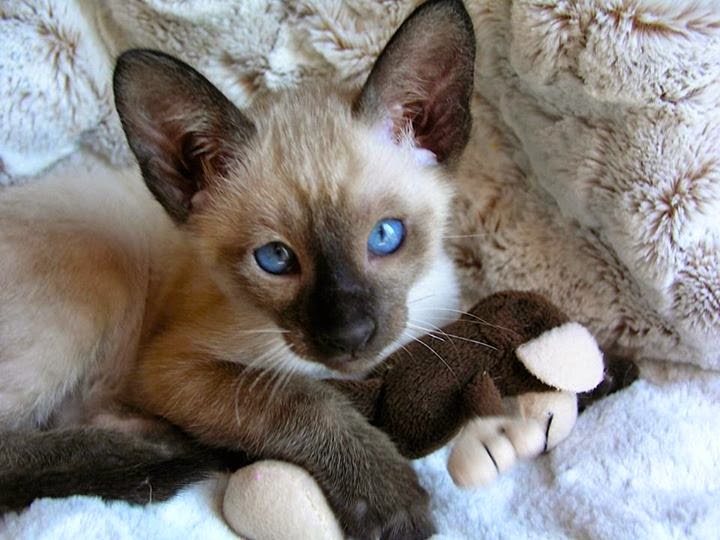 Seal Point Siamese kitten from Carolina Blues Cattery