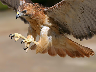 Animal Eagle