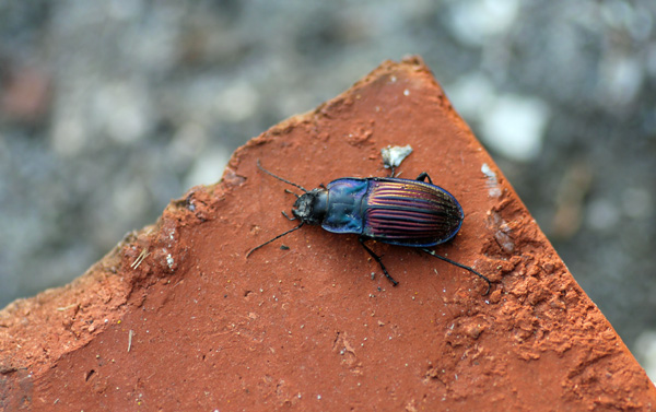 fast beetles