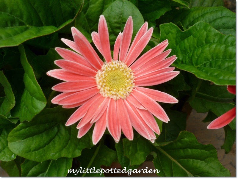 My Little Potted Garden What's Blooming Right Now