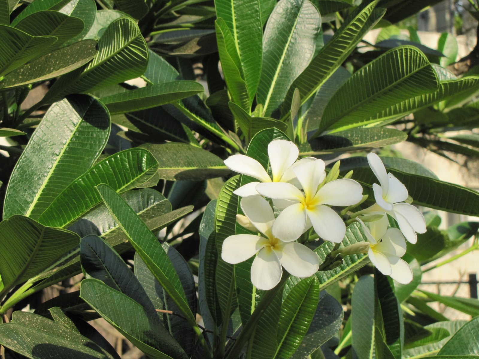 Hallucinations! Plumeria
