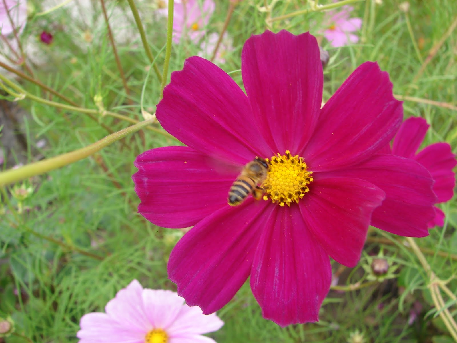 9-mayo-10-11-12-13-14-15...2011 Abeja Polinizando,planos piscina Corazon 2011