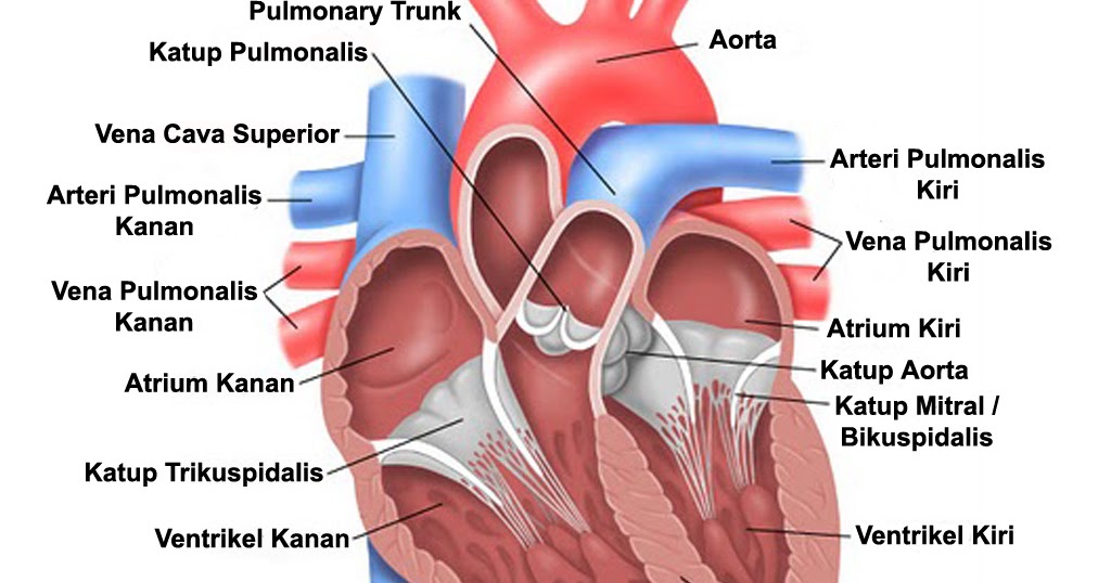 BIOLOGY LEARNING CENTER ALAT PEREDARAN DARAH
