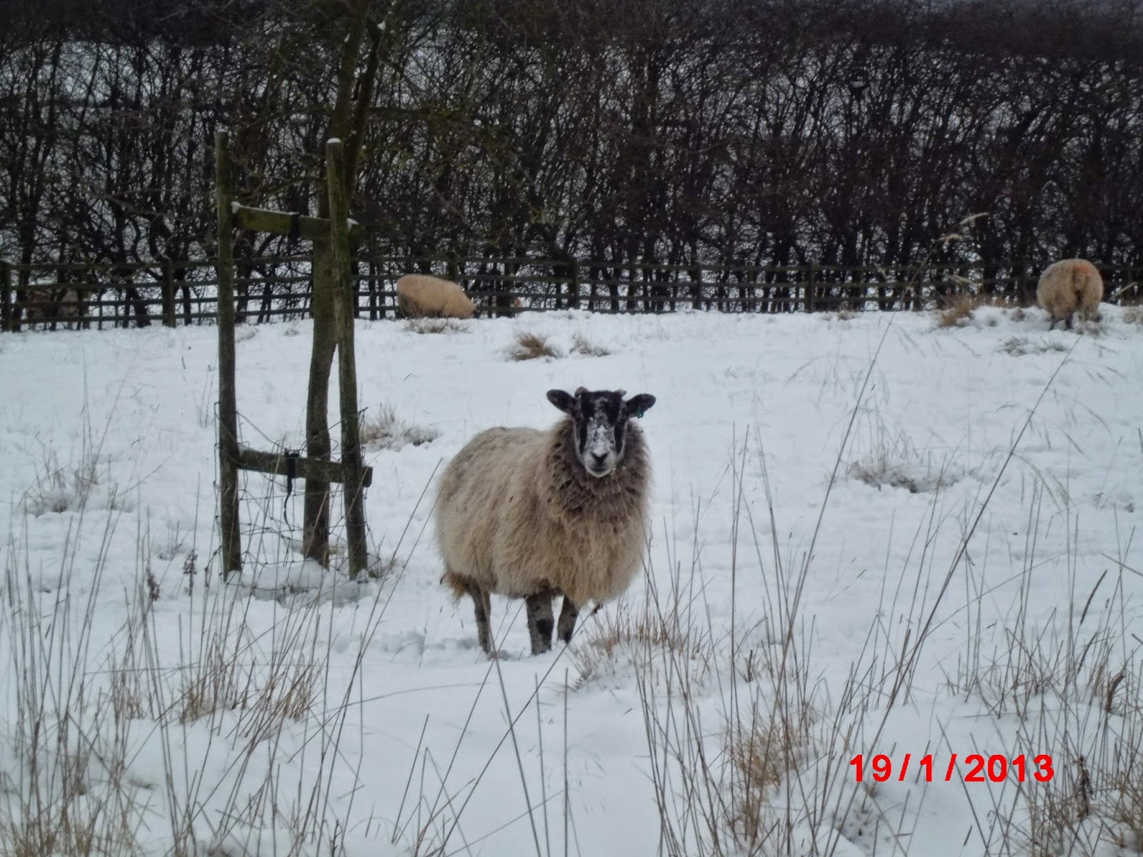 ひつじがいっぴき