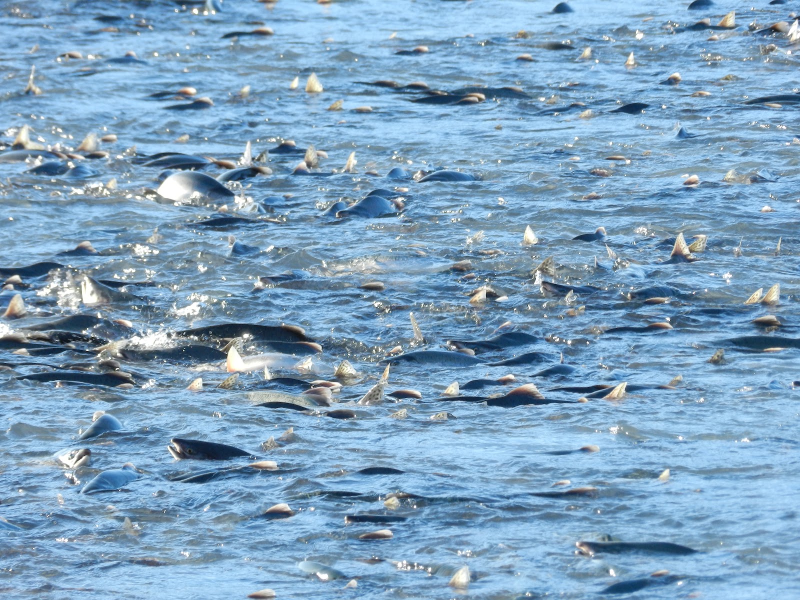 Ryder Runs and Rants Solomon Gulch Fish Hatchery Valdez