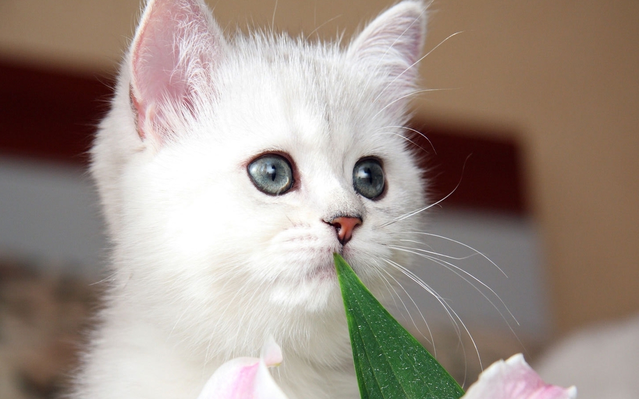 BEAUTIFUL KITTENS & CAT CARE INFORMATION!