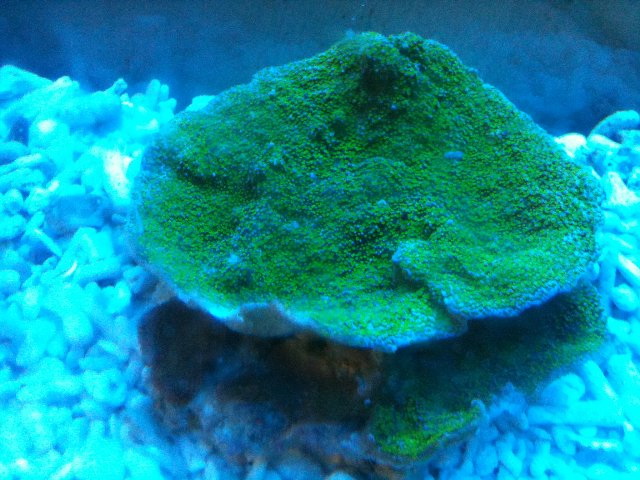 New coral