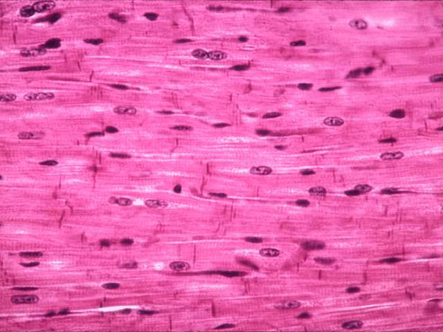 Biology Quiz Words: Animal Tissue