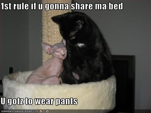Cat pictures with funny sayings ~ Funny pictures-videos-jokes