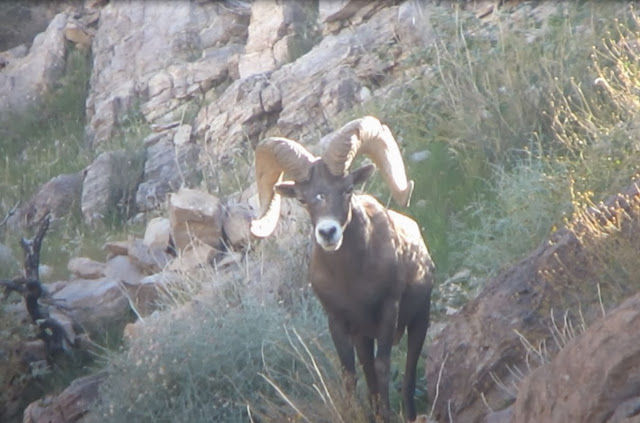 Desert+Bighorn+Sheep+Hunting+Photo+Unit+15D+with+Colburn+and+Scott+Outfitters+and+hunter+Terry+Lancaster+9.jpg