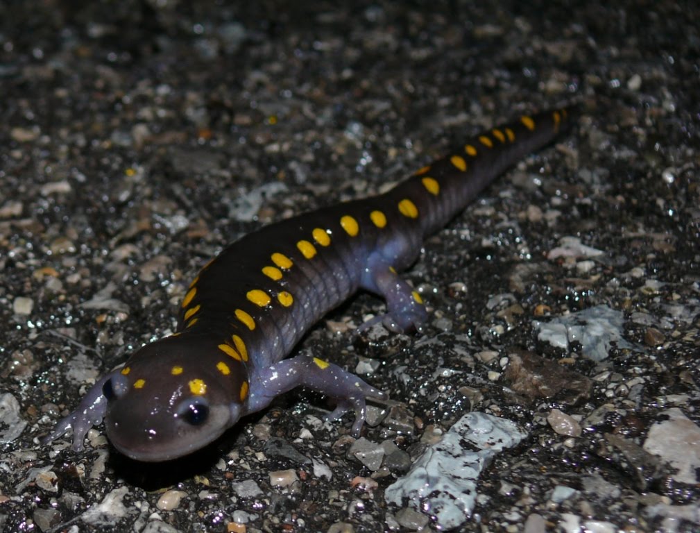 Meet Sid the spotted salamander Reptile Forums