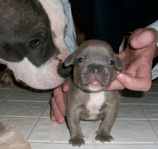 Pitbull Baby Puppies