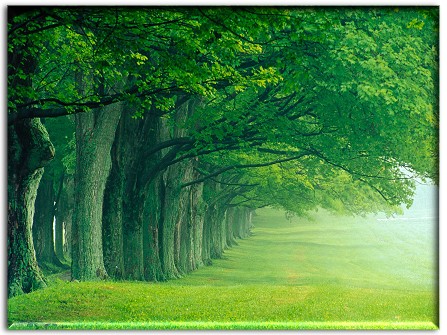 Desktop Backgrounds Wallpapers forest Free HD Wallpapers High quality wide screen desktop backgrounds