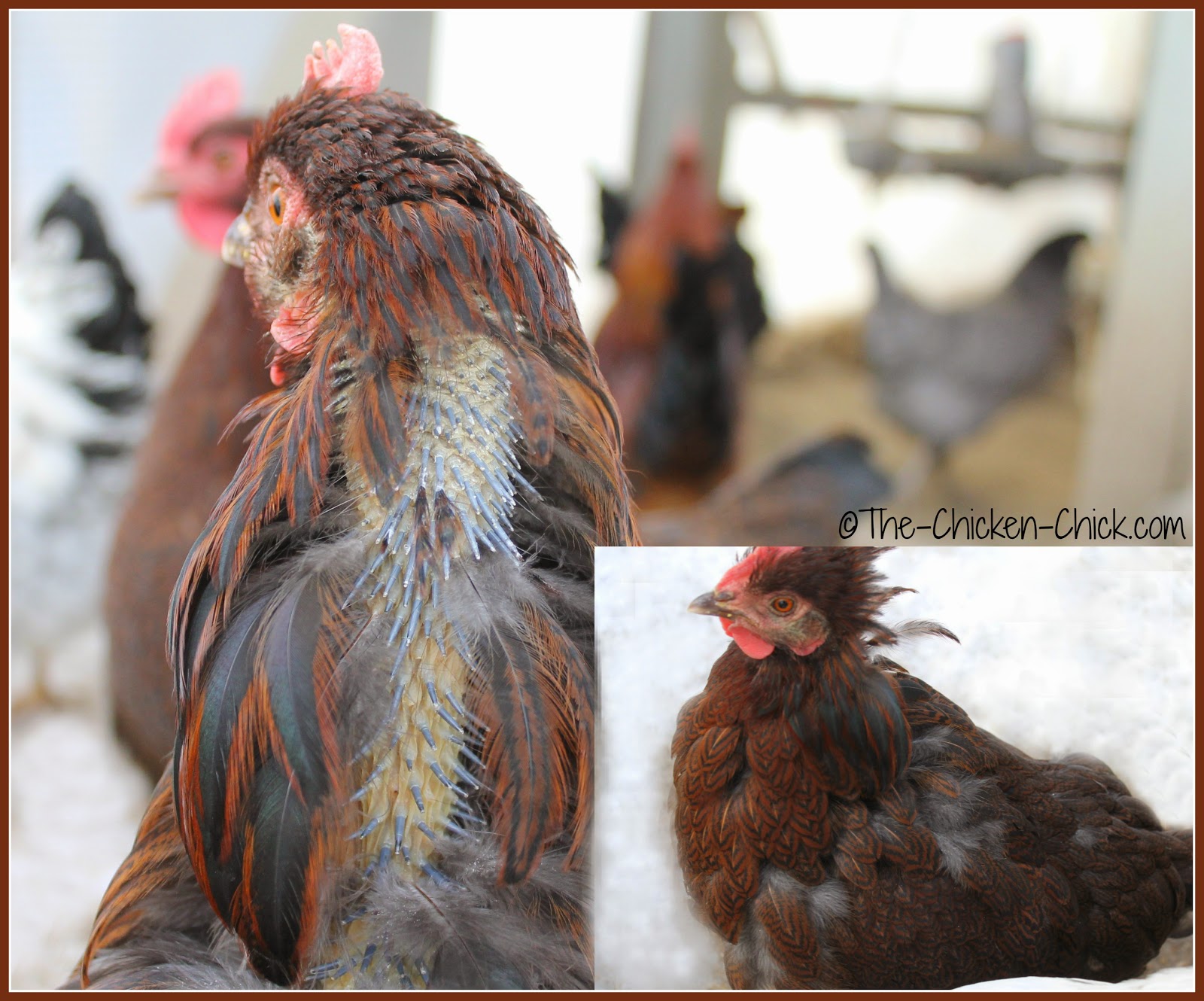 Why Are Chickens Attracted To Red at Cynthia Urbanek blog