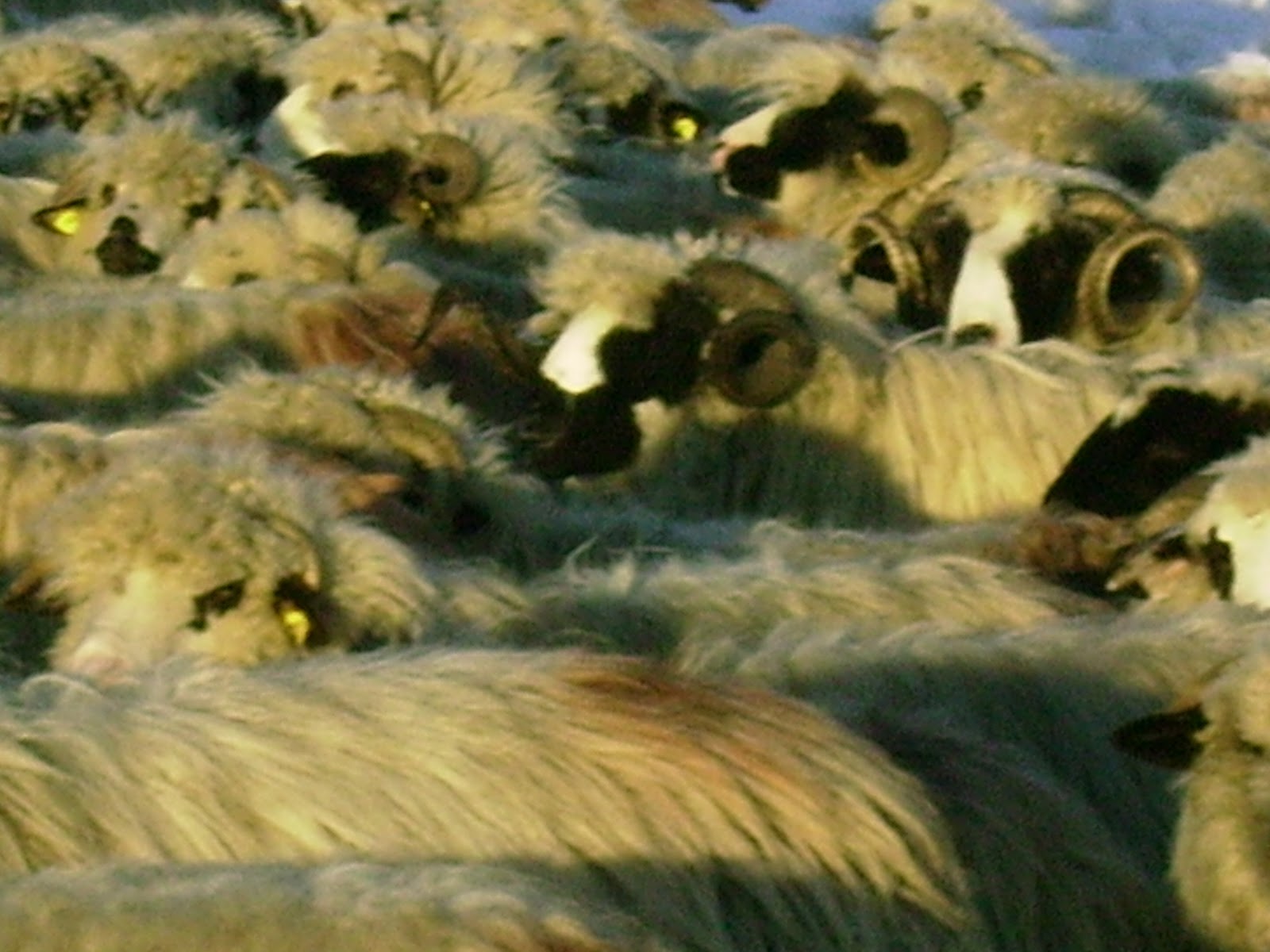 OI BISTRITENE Berbeci